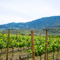 vineyard-slider2