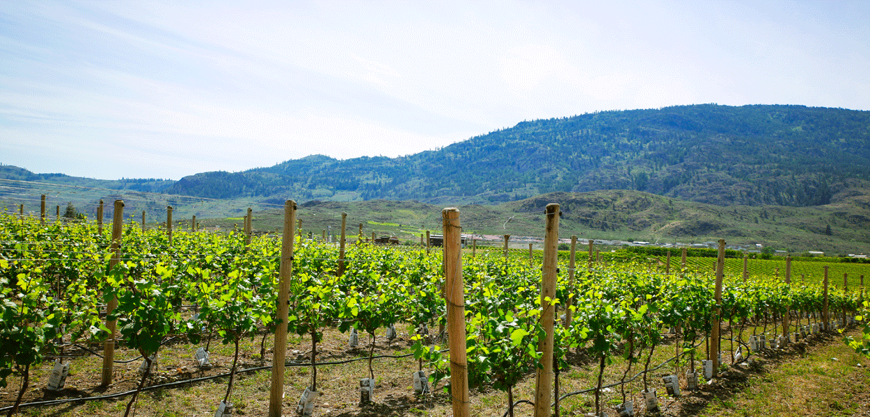 vineyard-2
