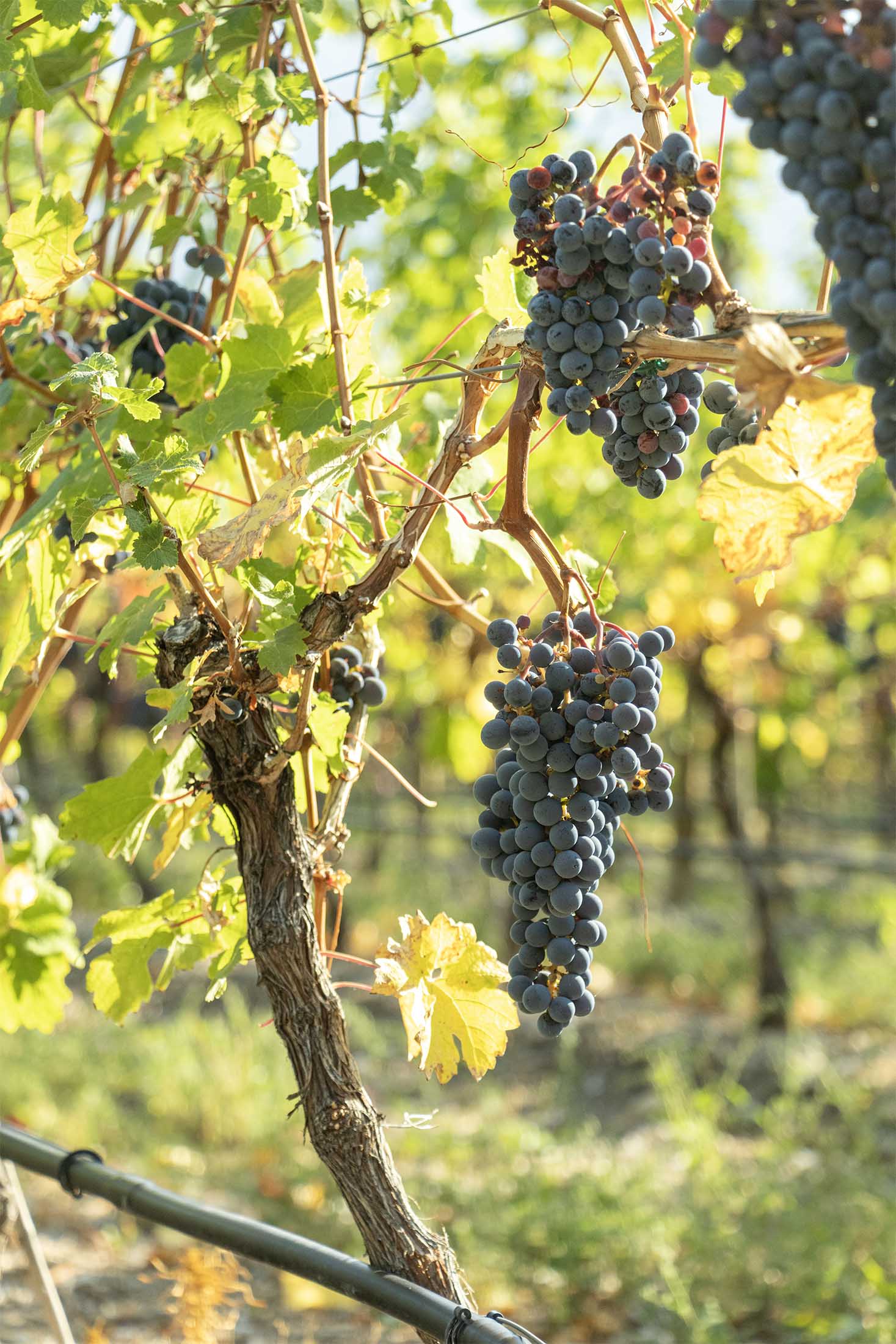 grapes